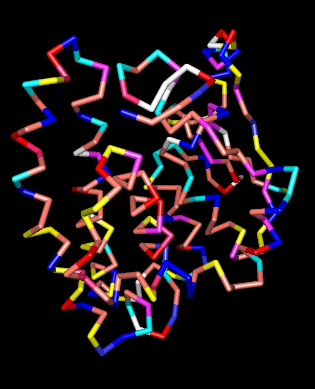 Glutathion S-transferase colored by amino acid (1gta)
