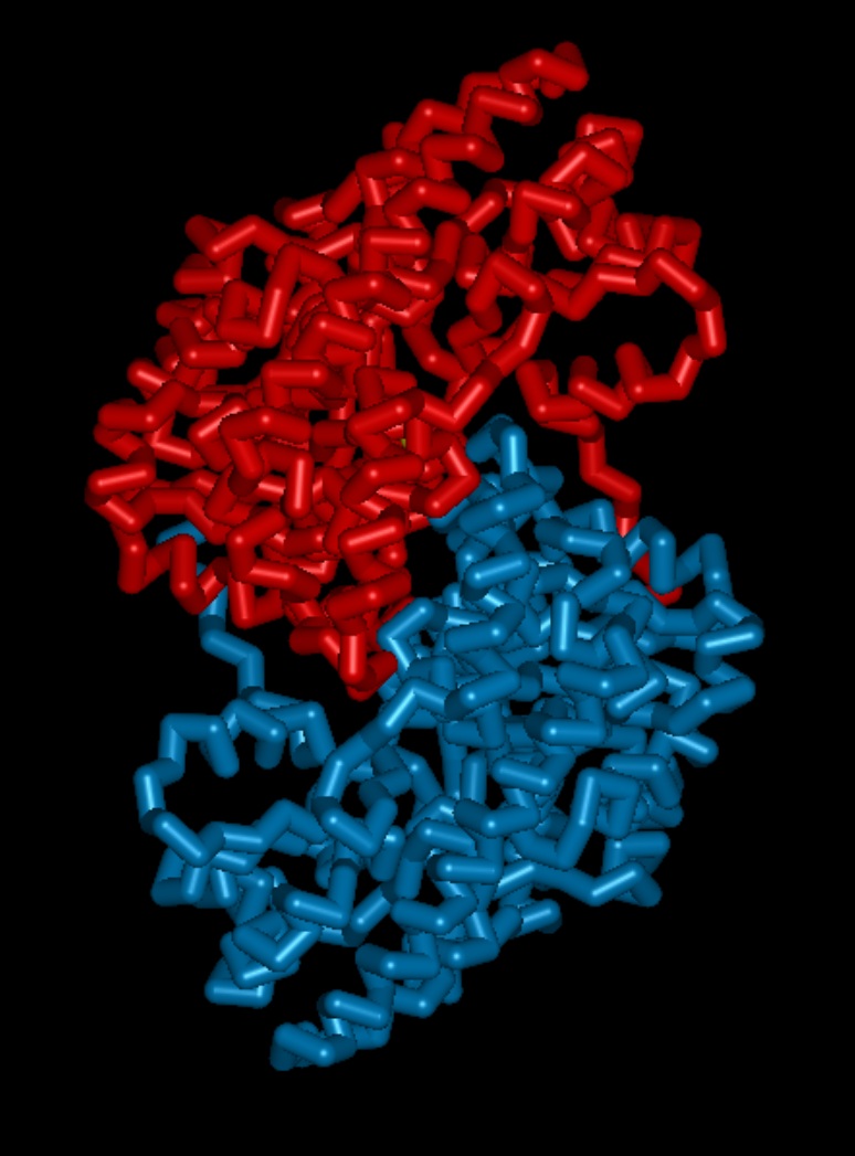 Aspartate aminotransferase colored by chains (1asm)