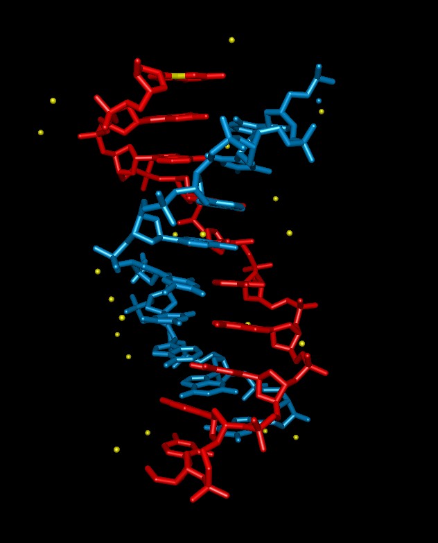 DNA molecule in stick mode (1zfh)