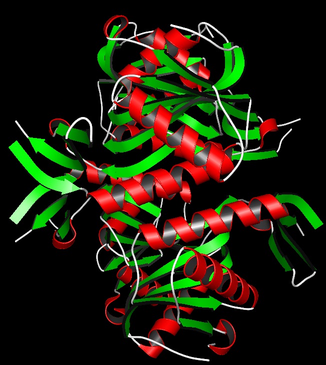 Ribbons and secondary structures (1non)