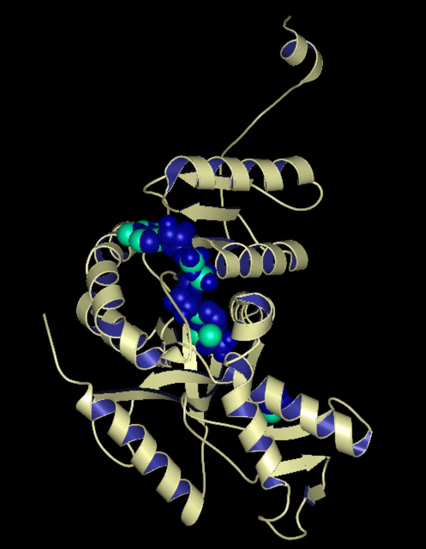 Ribbons (1ldm)