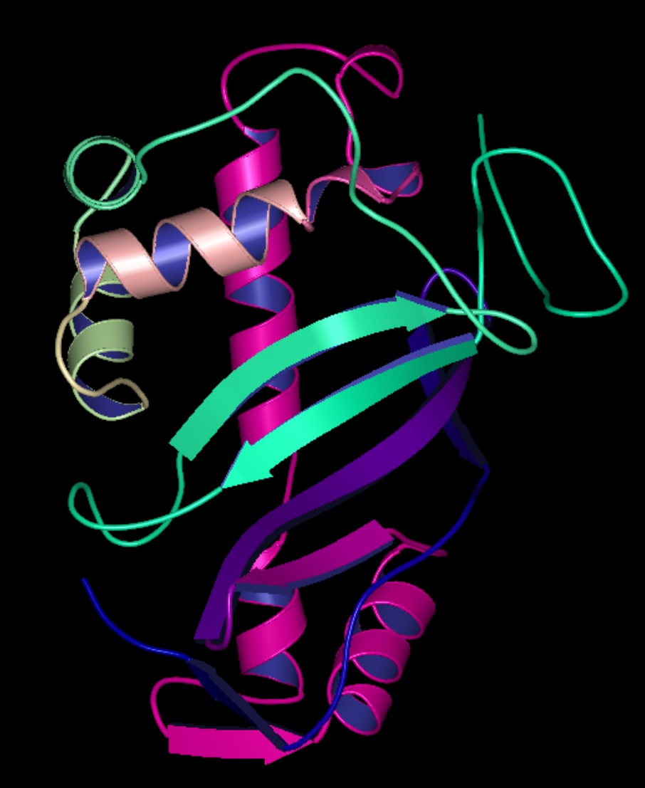 Ribbons colored by sequence number (1bol)