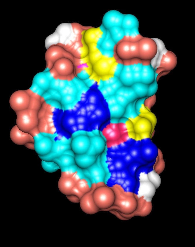 Surface colored by groups (1crn)