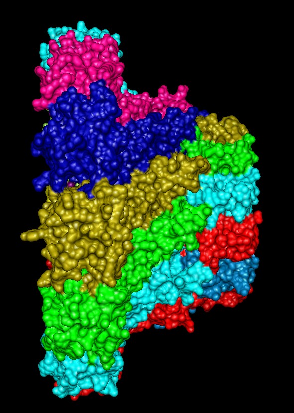 Surface colored by chains (1fou)